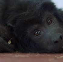 Murió "Coco", estaba en el ropero de una mansión en uno de los barrios más chetos