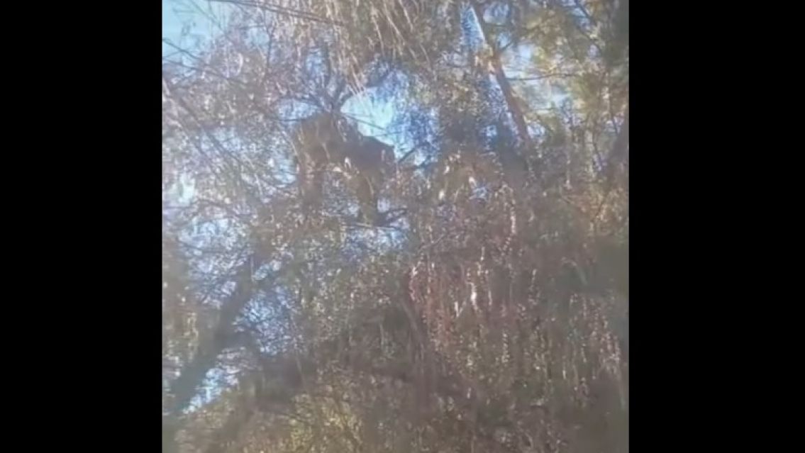 Asustó a todos: apareció un puma subido a un árbol en Tilcara