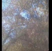 Asust&oacute; a todos: apareci&oacute; un puma subido a un &aacute;rbol en Tilcara
