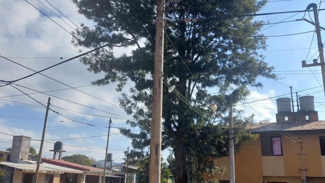 Alto Comedero: un gatito lleva d�as atrapado en un �rbol y nadie viene a rescatarlo