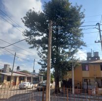 Alto Comedero: un gatito lleva d&iacute;as atrapado en un &aacute;rbol y nadie viene a rescatarlo