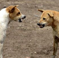Juje&ntilde;os quisieron defender a su perrito pero una patota sali&oacute; a pegarles