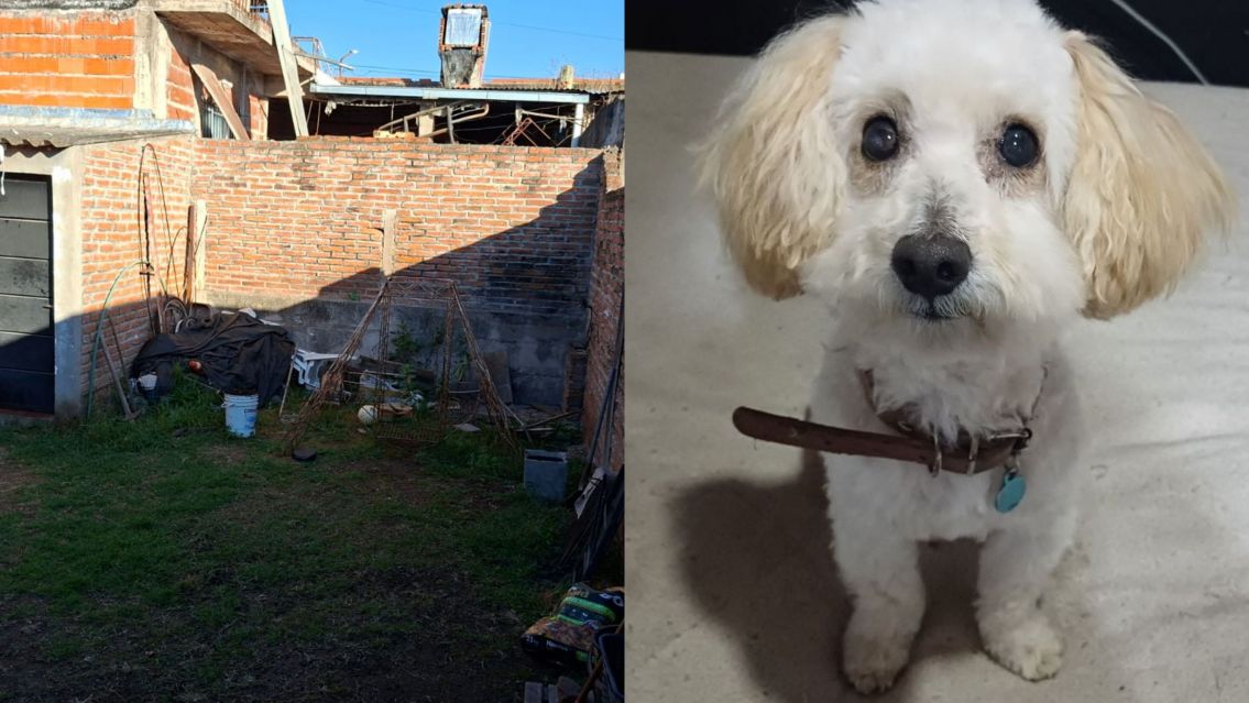 Pitbull se metió a una casa y destrozó a un caniche: "era parte de la familia"