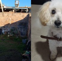 Pitbull se metió a una casa y destrozó a un caniche: "era parte de la familia"