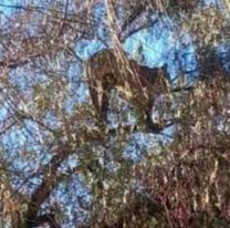 Pánico en Tilcara: Apareció un puma en la copa de un árbol