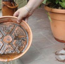 Jujuy continúa sin casos de dengue: la clave está en eliminar criaderos del mosquito