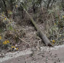 Reclamos ignorados: se cayó un poste de EJESA y hay otros en riesgo