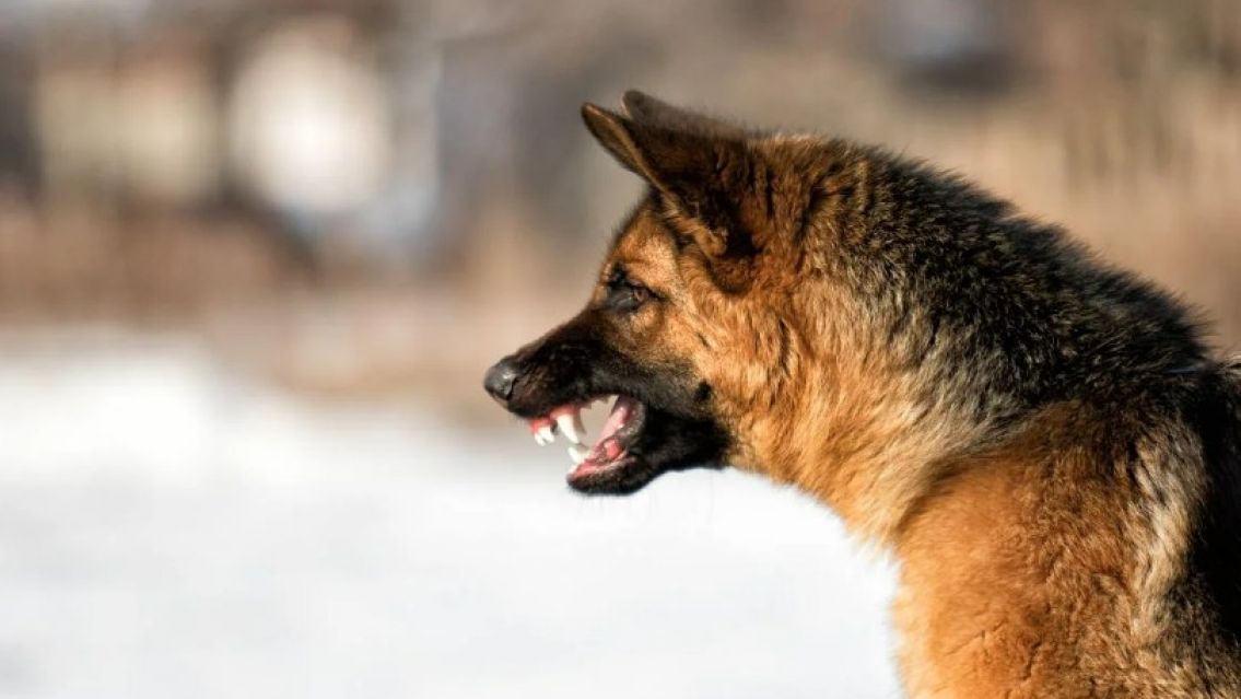 Una beba de un año murió tras ser atacada por un ovejero alemán