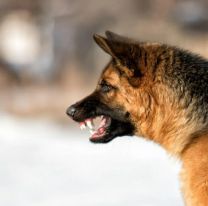 Una beba de un año murió tras ser atacada por un ovejero alemán