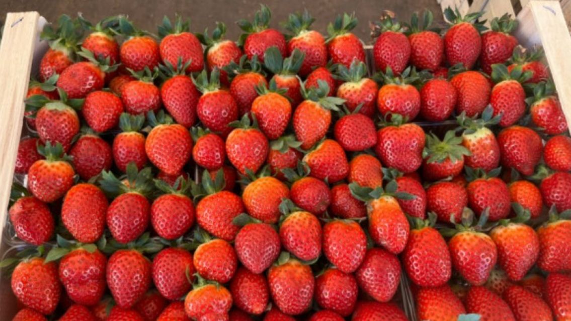 Se dispar� el precio de la frutilla en Jujuy: �Cu�nto sale ahora?