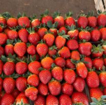 Se disparó el precio de la frutilla en Jujuy: ¿Cuánto sale ahora?