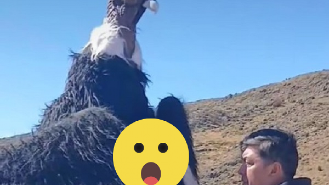 Caímos todos: la verdad detrás del "cóndor andino" encontrado al costado de la ruta