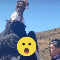 Caímos todos: la verdad detrás del "cóndor andino" encontrado al costado de la ruta