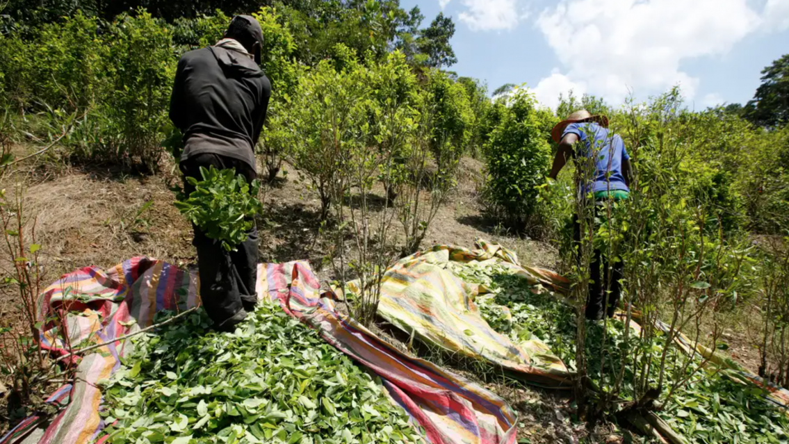 Aumentó un 30% el precio de la hoja de coca en Bolivia y ya se siente el impacto en Jujuy