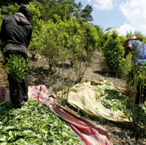 Aumentó un 30% el precio de la hoja de coca en Bolivia y ya se siente el impacto en Jujuy