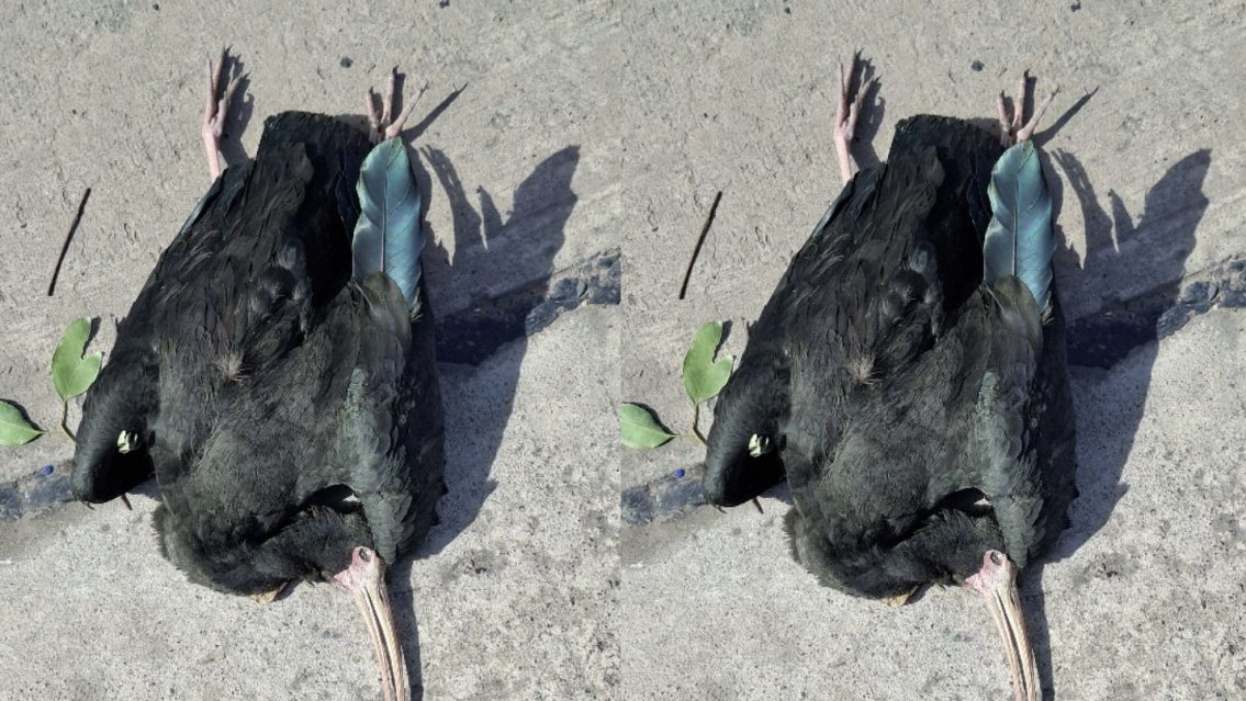 Pajarito no aguantó el temporal, los fuertes vientos y se desplomó en la Ciudad Cultural