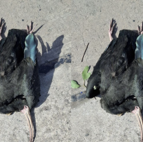 Pajarito no aguant&oacute; el temporal, los fuertes vientos y se desplom&oacute; en la Ciudad Cultural