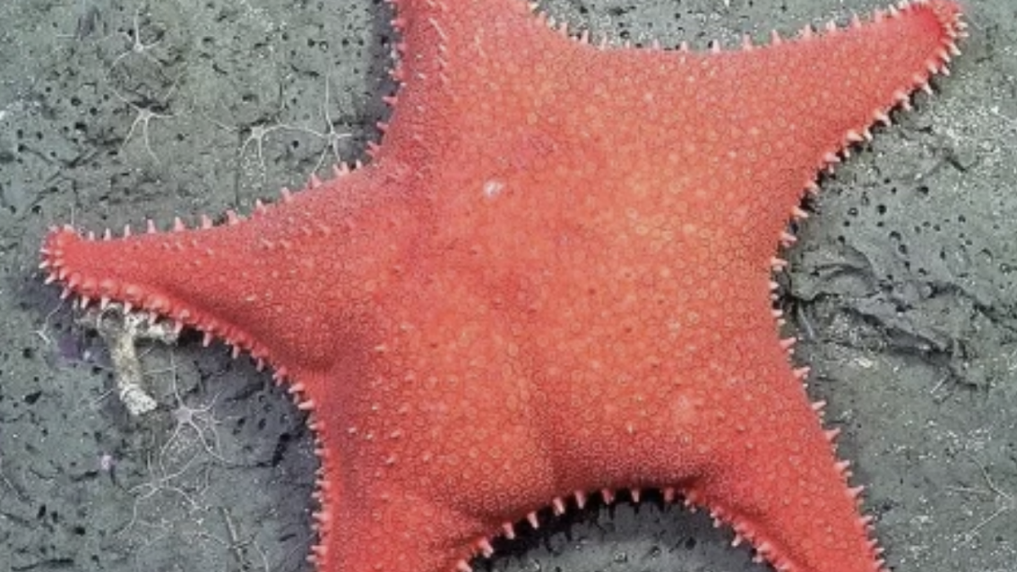 Después de la estrella de mar, el Conicet encontró a otro personaje de Bob Esponja
