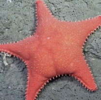 Después de la estrella de mar, el Conicet encontró a otro personaje de Bob Esponja