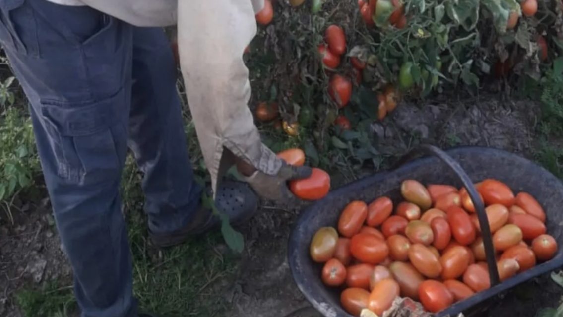El tomate chileno y boliviano invade los mercados y pone en jaque a los productores juje�os