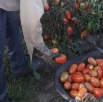 El tomate chileno y boliviano invade los mercados y pone en jaque a los productores juje&ntilde;os