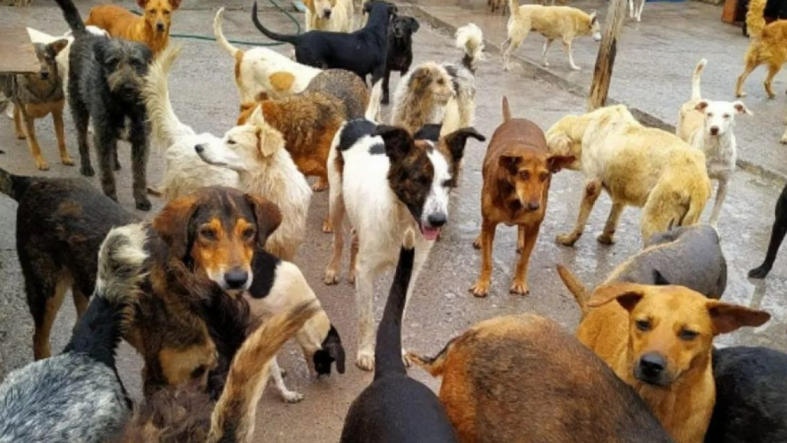 Ellos no tienen voz, pero sí hambre: el Hogar San Roque lanza un pedido urgente