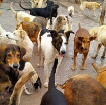 Ellos no tienen voz, pero s&iacute; hambre: el Hogar San Roque lanza un pedido urgente