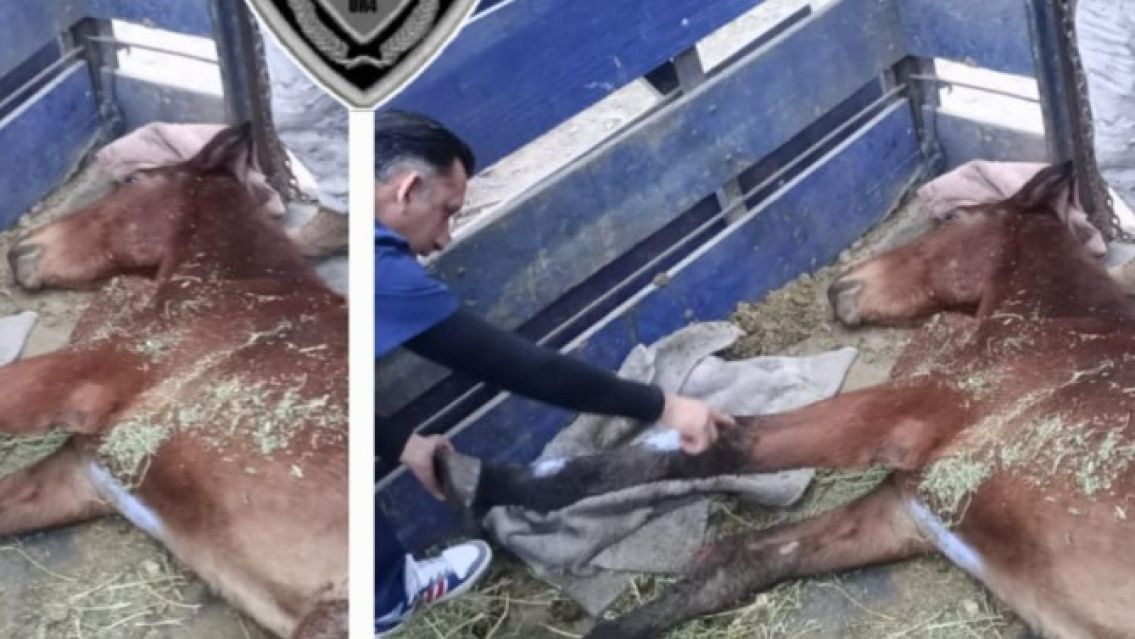 La polic�a rescat� un caballo que estaba totalmente abandonado y herido