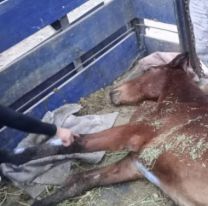 La polic&iacute;a rescat&oacute; un caballo que estaba totalmente abandonado y herido