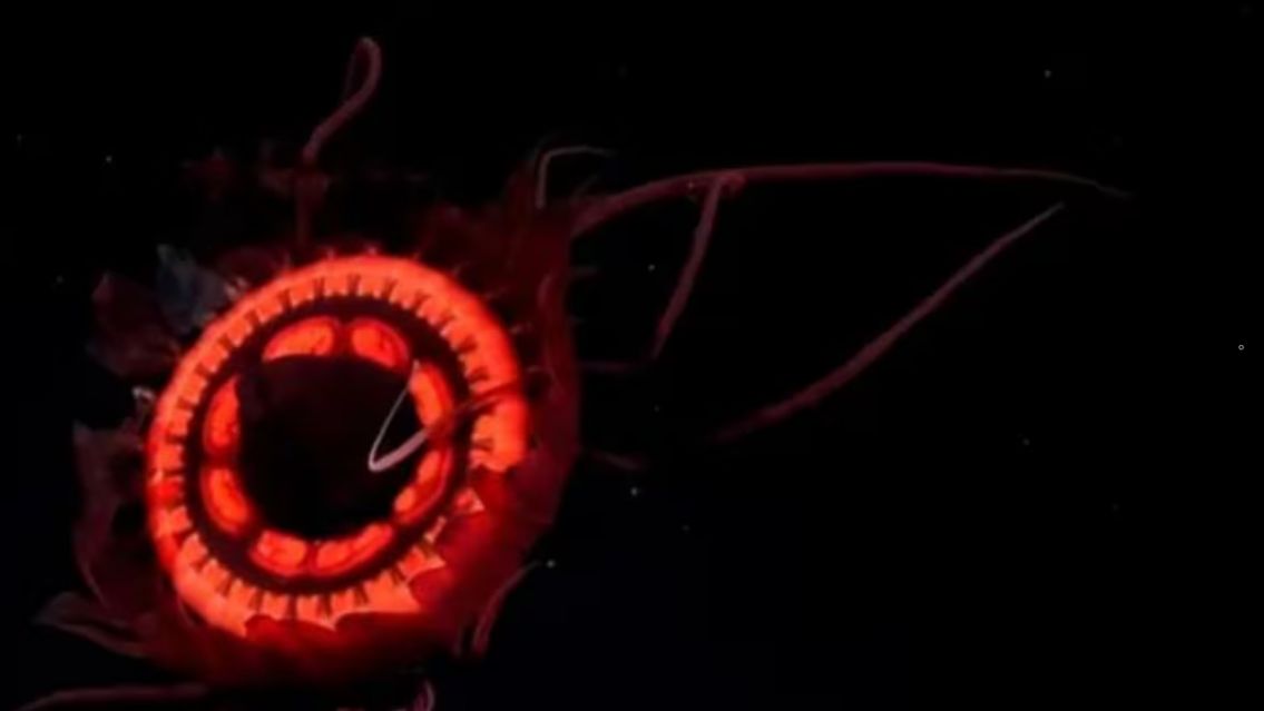 La imponente medusa roja que descubrieron gracias al streaming del CONICET
