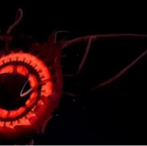 La imponente medusa roja que descubrieron gracias al streaming del CONICET 