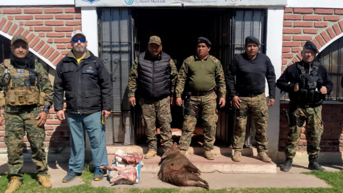 Sancionan a cazadores furtivos que arrasaban con pecar�es de collar en Jujuy
