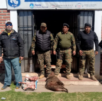 Sancionan a cazadores furtivos que arrasaban con pecaríes de collar en Jujuy