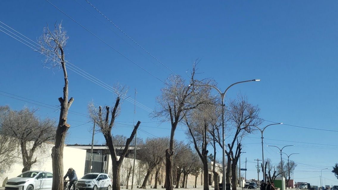 Indignación en La Quiaca por poda irregular y tala de árboles en la ciudad