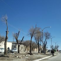 Indignación en La Quiaca por poda irregular y tala de árboles en la ciudad