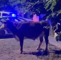 Papelón en Perico: La municipalidad no pudo controlar un toro y se confundió las calles