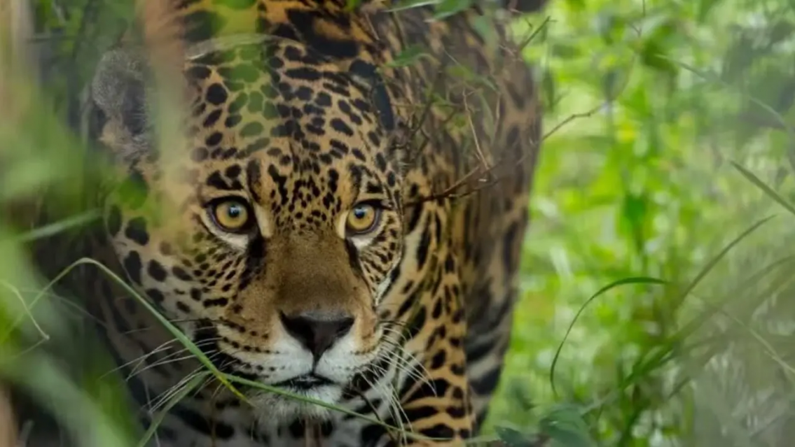 A juicio por matar un yaguareté: hay cuatro norteños bajo la lupa