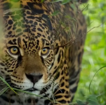 A juicio por matar un yaguaret&eacute;: hay cuatro norte&ntilde;os bajo la lupa