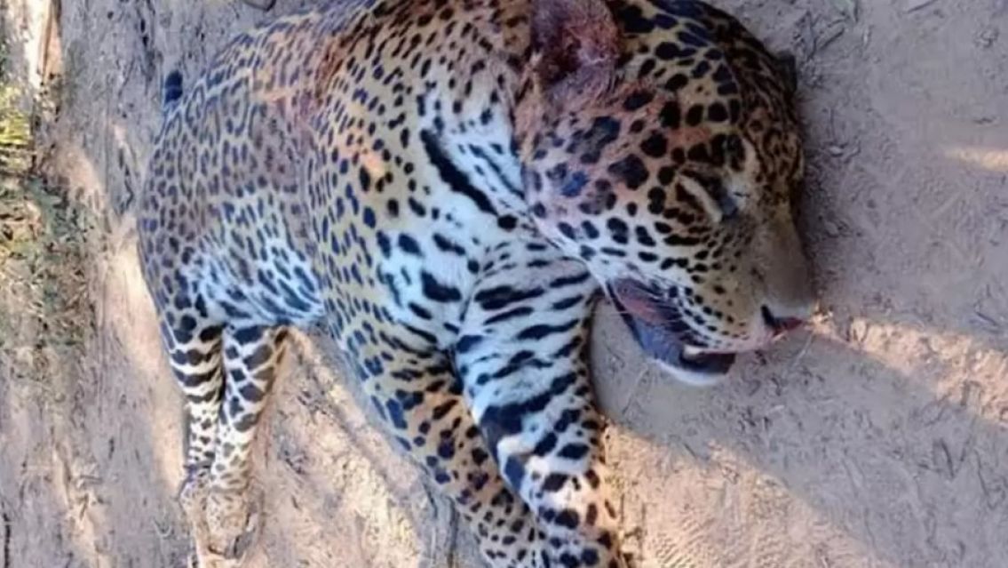 Lo colgaron, lo carnearon y se fotografiaron sonrientes: Condena por la caza de un yaguaret�