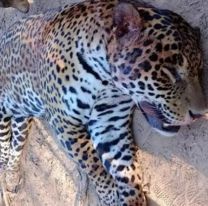 Lo colgaron, lo carnearon y se fotografiaron sonrientes: Condena por la caza de un yaguareté
