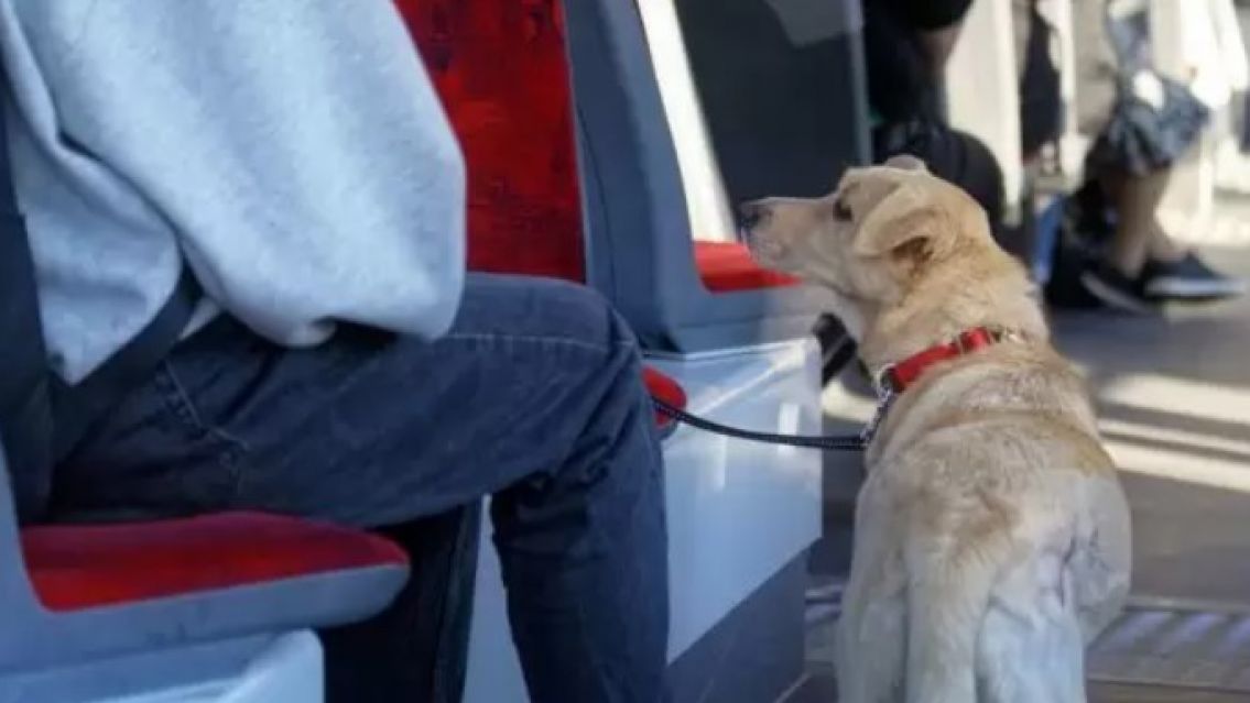 El Concejo Deliberante aprobó que las mascotas puedan viajar en colectivo en Jujuy
