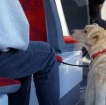 El Concejo Deliberante aprobó que las mascotas puedan viajar en colectivo en Jujuy