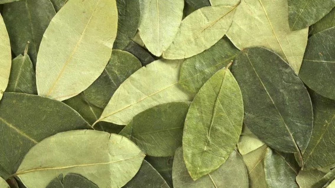 El drama de la coca en Jujuy: relaci�n precio-consumo