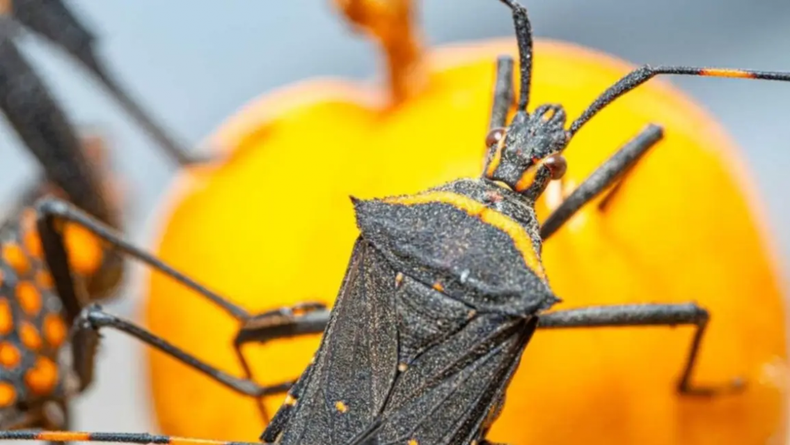 Guarda con el chagas, enfermedad silenciosa y altamente grave
