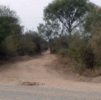 Misterio en el norte argentino: vacunos aparecen desangrados sin rastros de sangre