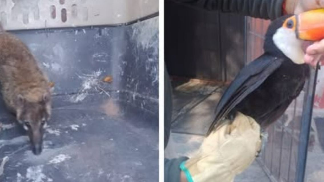 Impresionante rescate de animales en San Pedro y el Piquete