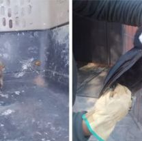 Impresionante rescate de animales en San Pedro y el Piquete