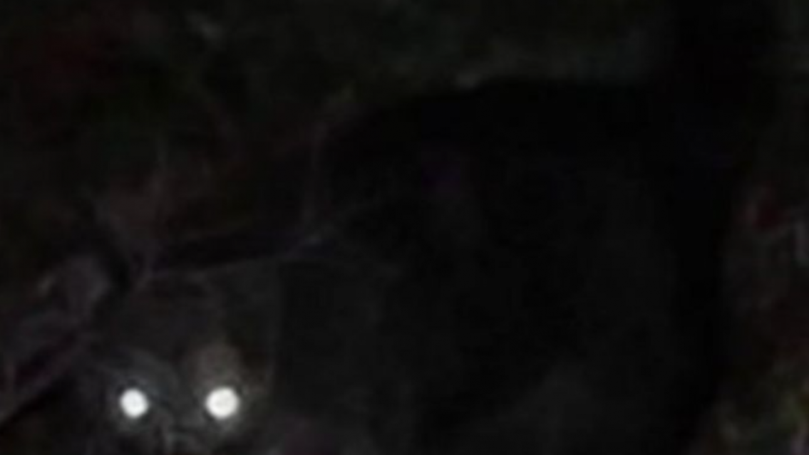 Afirman que apareci� "el chupacabras" cerca de Jujuy: varios animales heridos