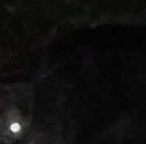 Afirman que apareció "el chupacabras" cerca de Jujuy: varios animales heridos