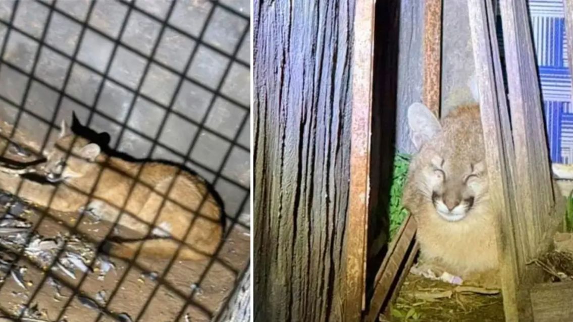 �Gritos en el barrio! Norte�o encontr� un puma en el fondo de su casa